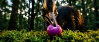 Wild boar foraging for purple turnip in mossy forest floor during golden hour sunlight filtering through trees creating natural wildlife scene.