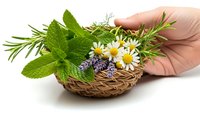 Fresh medicinal herbs and flowers in wicker basket held by female hands on white background. Natural remedy ingredients for herbal medicine and aromatherapy.