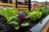 Fresh organic lettuce and purple chard seedlings growing in urban garden bed with rich soil, showcasing sustainable agriculture in city environment.