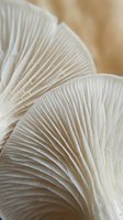 Close-up macro view of delicate white mushroom gills showing intricate ribbed texture and natural patterns in soft neutral tones for organic design projects.