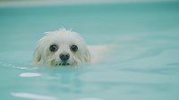Adorable white Maltese dog swimming in turquoise pool water, only head visible above surface creating minimalist composition with soft dreamy atmosphere.