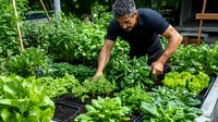 Middle-aged mixed race man tending to raised garden beds filled with fresh lettuce, herbs and vegetables in backyard. Sustainable home gardening concept.