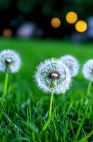 Delicate dandelion seedheads in fresh green grass with soft bokeh lights in background creating dreamy natural atmosphere. Macro photography captures intricate details.