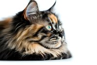 Close up portrait of long-haired calico cat with bright green eyes looking to side against white background, showing detailed fur texture and profile view.