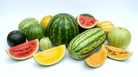 Assorted fresh melons and watermelons with cut slices displaying red, yellow, and orange flesh varieties isolated on white background for food and produce design projects.