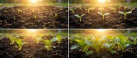 Young green seedlings emerging from rich dark soil in warm golden sunlight showing plant growth stages from germination to early development in agriculture.