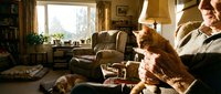 Senior man with reddish-brown dog and cat playing together in cozy living room with warm lighting, armchair, bookshelf, and window view for family pet lifestyle content.