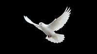 White dove flying with spread wings against black background symbolizing peace, freedom and hope for spiritual and religious concepts.