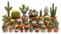 Large collection of diverse potted cacti and succulents in terracotta pots with colorful flowers, perfect for home decor and gardening projects.