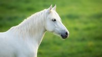 White horse head profile with flowing mane against green meadow background for equestrian and nature photography projects.