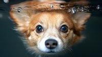 Close up portrait of red Chihuahua dog with bright blue eyes partially submerged in water, showing expressive face and wet fur with water droplets.