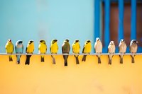 Colorful birds perched in row on yellow surface against blue wall background, showing diversity and teamwork concept. Social connection metaphor.