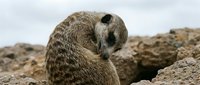 Meerkat sitting on rocky terrain grooming itself with detailed fur texture and natural wildlife behavior in outdoor habitat setting.