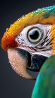 Extreme close-up of macaw parrot eye and beak with morning dew drops, showing intricate feather detail and vibrant orange, yellow and turquoise plumage on dark background.