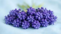 Purple grape hyacinth flowers arranged in cluster on soft blue background with natural lighting for spring garden botanical photography.