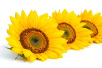 Bright yellow sunflowers arranged in row on white background, showing detailed centers and vibrant petals. Isolated floral composition for design projects.