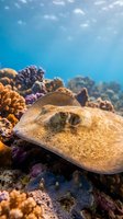 Stingray resting on vibrant coral reef in tropical ocean waters with colorful marine life and sunlight filtering through blue sea for diving content.