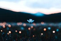 Single delicate blue flower silhouetted against blurred evening city lights and mountain backdrop, creating dreamy atmospheric nature photography with bokeh effect.