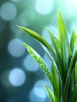 Fresh green leaves with morning dew drops against blurred bokeh background in soft natural light. Macro nature photography showcasing purity and freshness.