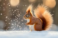 Red squirrel standing in fresh snow with fluffy tail during winter snowfall, backlit by warm bokeh lights creating magical nature atmosphere in forest.