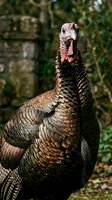 Wild turkey male with dark iridescent plumage, bare head and neck displaying characteristic red and blue coloring, fanned tail feathers in natural woodland setting for wildlife and nature content.
