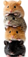 Adorable stack of four hamsters in different colors - golden, gray, orange and black, showing their cute faces and tiny paws on white isolated background.