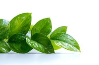 Fresh green leaves with water drops arranged in row on white background, natural organic botanical composition for wellness and spa designs.