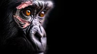 Close-up portrait of gorilla face with glowing amber eyes against dark background, showing detailed facial features, wrinkles and black fur in dramatic lighting.