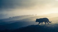 Wolf silhouette walking across misty mountain ridge at sunrise with dramatic golden light and fog rolling through valleys creating atmospheric wilderness scene.