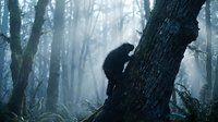 Mysterious silhouette of person climbing tree trunk in misty forest with dramatic sunlight filtering through bare winter branches creating moody atmosphere.