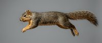 Energetic fox squirrel leaping mid-air against a neutral gray background, showcasing dynamic movement and natural wildlife behavior.