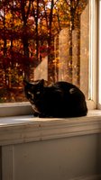 Black cat sitting on windowsill with warm autumn foliage view through glass panes creating cozy seasonal indoor atmosphere for home decor projects.