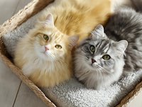 Adorable ginger and gray fluffy cats resting together in wicker basket with soft blanket, looking up with bright eyes.