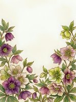 Vintage botanical hellebore flowers frame with purple and pink blooms on cream background for wedding invitations and spring greeting cards.
