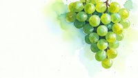 Watercolor green grapes cluster with soft brushstrokes on white background for wine labels, kitchen decor and culinary designs.