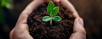 Young green sprout growing in rich soil held in caring hands against dark background. Environmental concept showing new life and sustainable growth.