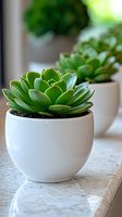 Green succulent plant in round white ceramic pot on marble surface, with soft background blur creating depth and minimalist home decor atmosphere.