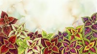 Colorful ornamental foliage plants with variegated red, burgundy, yellow and green leaves arranged in a row against soft watercolor background, suitable for garden design and botanical illustrations.