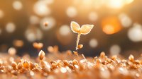Young seedling growing from soil with golden bokeh background at sunset. New life concept for environmental conservation and sustainable agriculture.