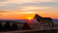 Wolf silhouette standing on hilltop during golden sunset with dramatic orange sky and rolling landscape in background for wildlife photography.