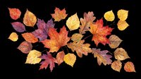 Autumn leaves arrangement in red, orange and yellow tones, isolated on transparent background. Great for t-shirt design, stickers, sublimation and print on demand.