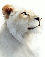 Majestic white lioness portrait in profile showing regal expression and golden mane details on clean white background isolated for design projects.