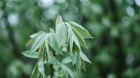 Fresh green cannabis leaves with water droplets on blurred natural background. Organic hemp plant foliage with morning dew for wellness and botanical concepts.
