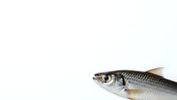 Fresh silver fish with detailed scales and fins on clean white background for culinary and seafood design projects.