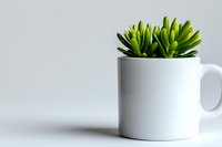 Small green succulent plant growing in white ceramic coffee mug against minimal light background, modern minimalist home decor and gardening concept.