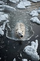 Polar bear swimming in icy Arctic waters surrounded by floating ice chunks and foam, showcasing marine wildlife adaptation to cold climate conditions.