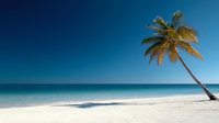 Tropical paradise beach with single palm tree leaning over white sand and turquoise ocean water under clear blue sky for vacation travel concepts.