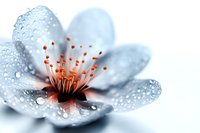Delicate white cherry blossom with water drops in soft focus macro photography. Orange stamens create contrast against pale petals covered in morning dew.