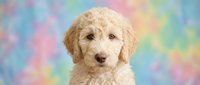 Adorable cream-colored goldendoodle puppy with curly fur sitting against colorful pastel rainbow tie-dye background for pet photography and design projects.