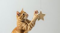 Ginger tabby cat reaching up to touch a hanging golden star ornament against white background, isolated for design use.